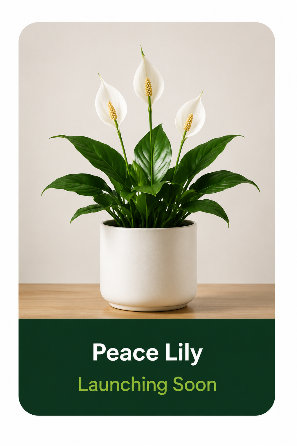 Leaforaa plant pick 1