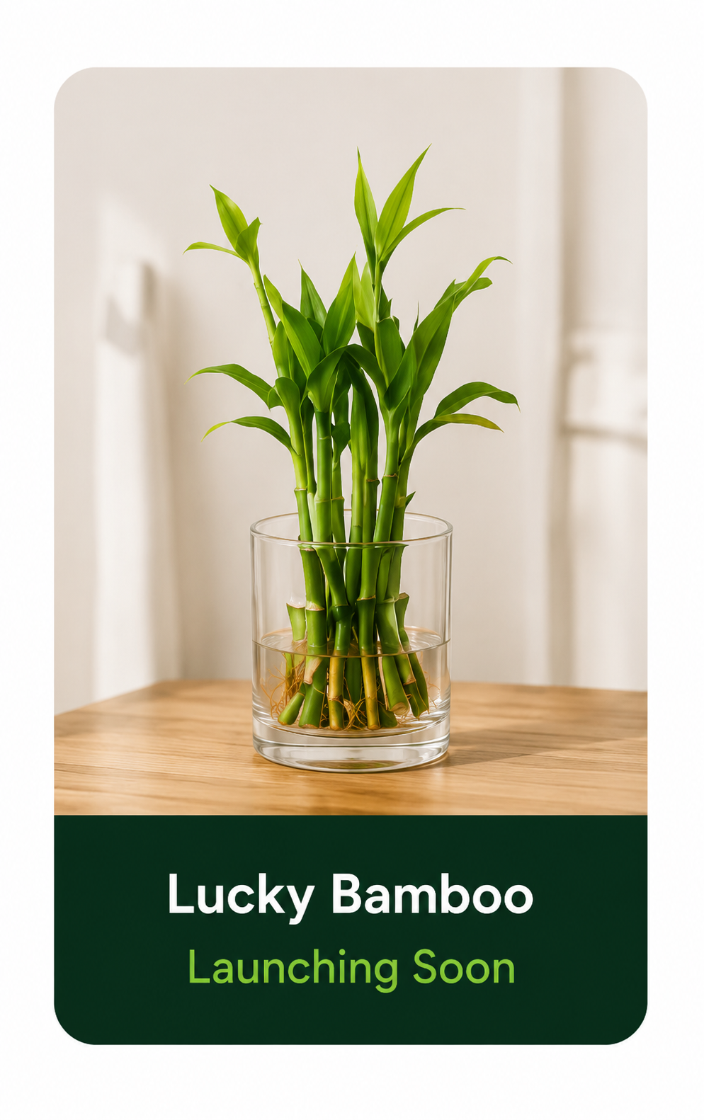 Leaforaa plant pick 2